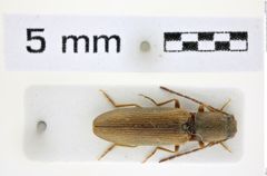 Foto (Dorsalansicht) von Athous (Orthathous) margheritae (Guglielmi & Platia, 1985) (NHMW-ZOO-COL-0008467)